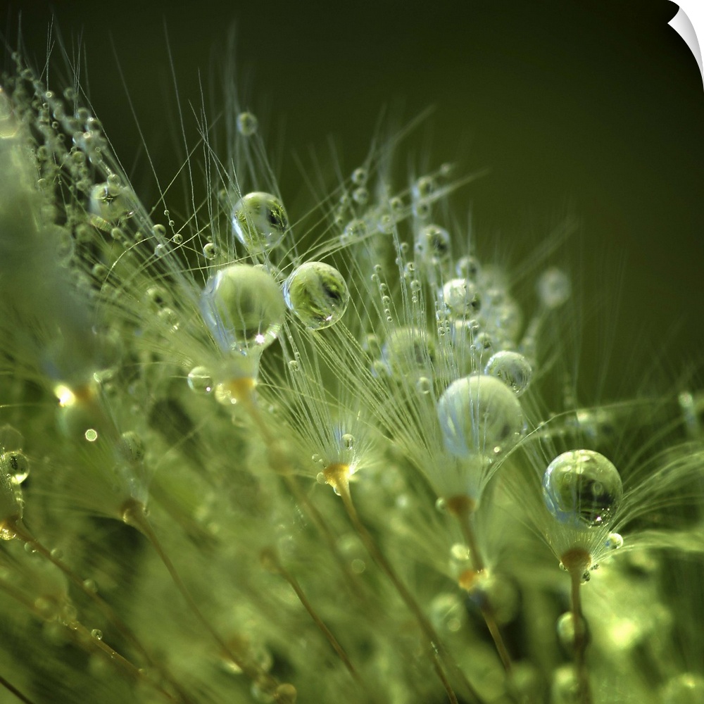 Macro image of perfectly round dew drops nestled in the grass in the morning.