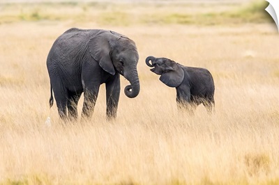 Mother And Baby Elephants