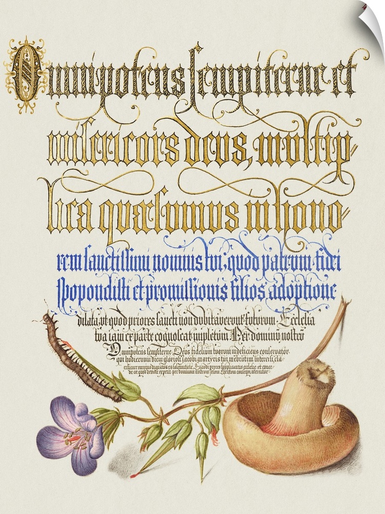 Centipede, Wood Cranesbill, and Mushroom from Mira Calligraphiae Monumenta or The Model Book of Calligraphy (1561-1596) by...