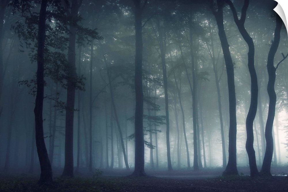 A dramatic photograph of a silhouetted forest covered in fog.