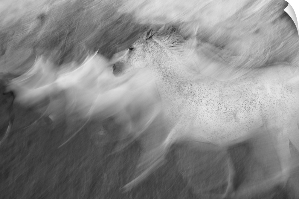 Blurred motion image of a herd of white horses galloping in a field.