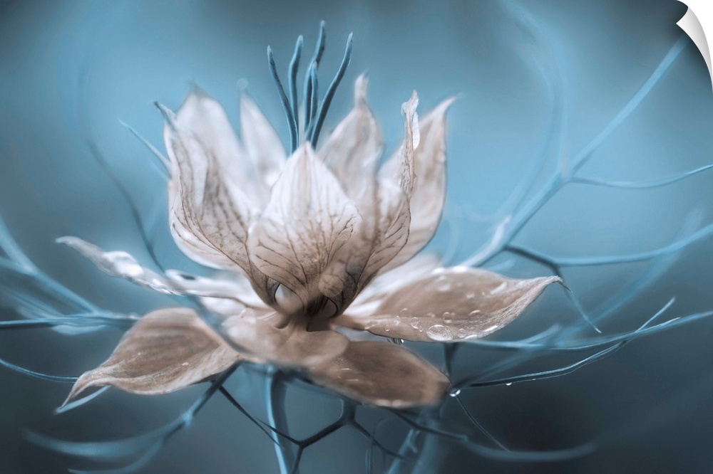 A striking photograph of a white flower with blue branches streaming from it.