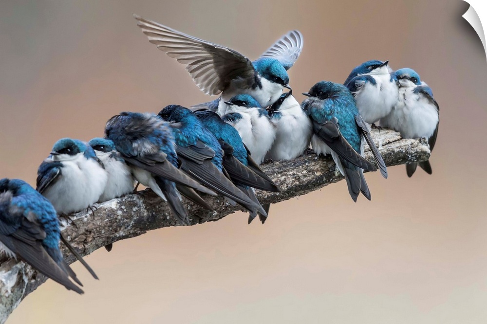 A branch with a bunch of little blue birds on it is disrupted when another bird tries to squeeze himself in between others.