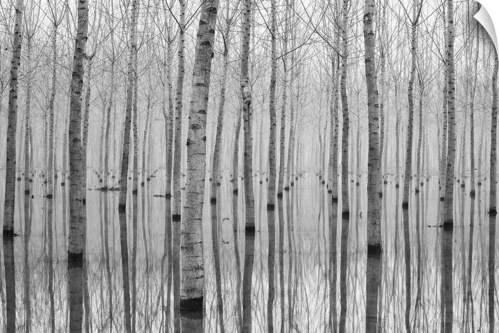 A partially flooded orchard of white birch trees.