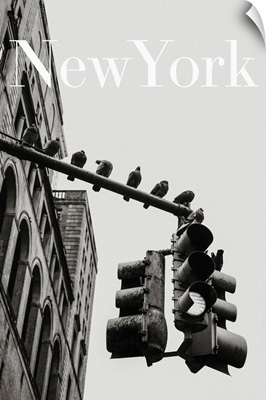 NYC Doves