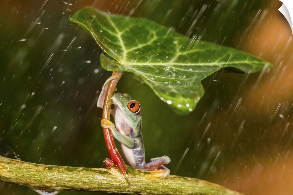 A frog holding a leaf trying to shield itself from the rain.