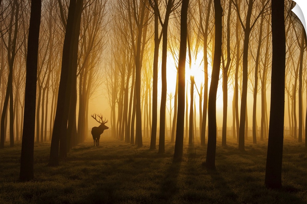 A deer standing in a forest while the sun rises behind casting everything in fog and silhouette.