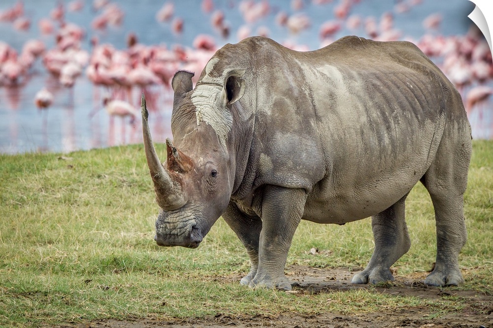 A portrait of a rhinoceros with a group of pink flamingos in the background.