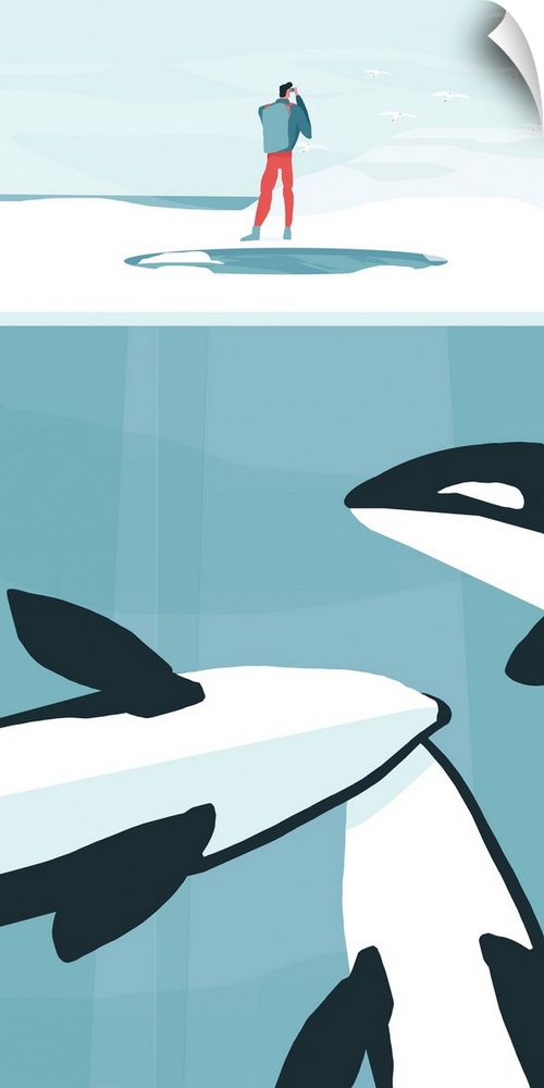 Orcas