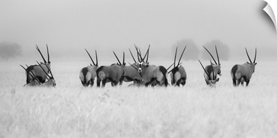 Oryx In The Rain