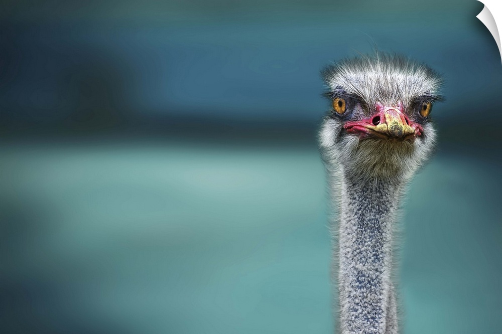The head and neck of an alert ostrich, with yellow dust on its beak.