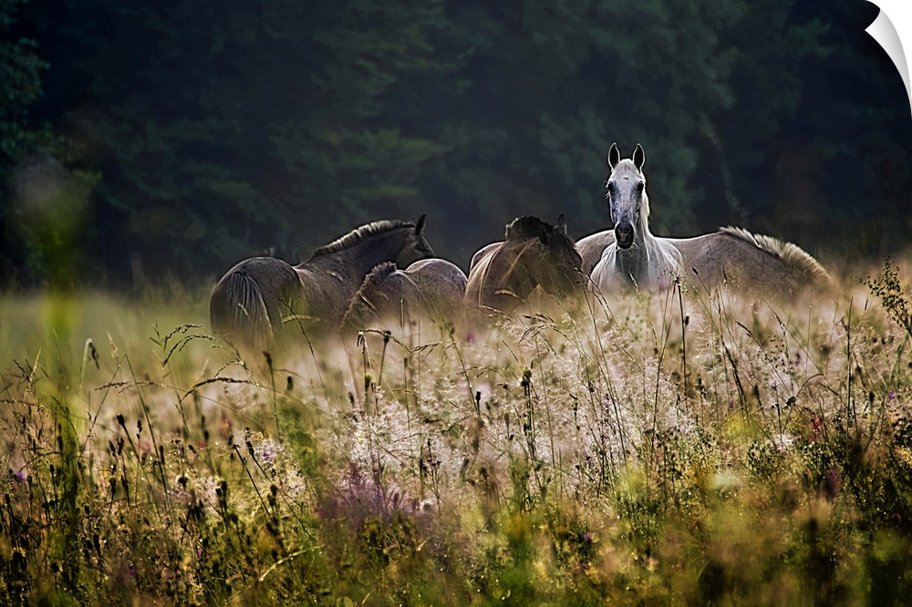A herd of horses with one alert white horse grazing in a field of wildflowers.