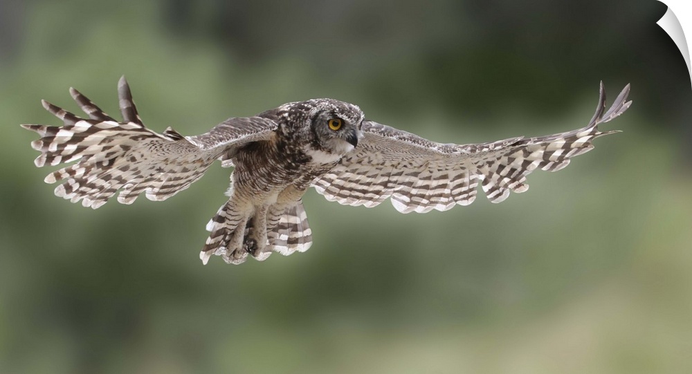 A Great-Horned Owl in mid flight, with wings spread out and beautiful striped feathers.