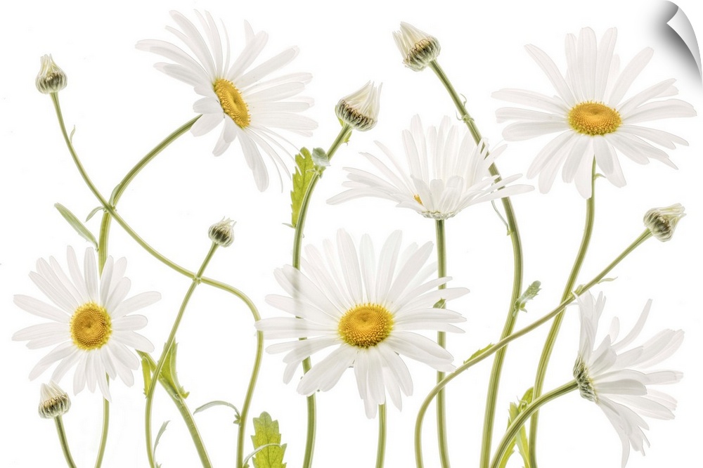 Curling white daisies on a white background.