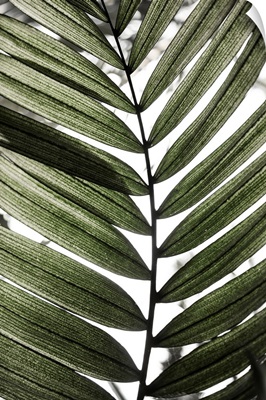 Palm Leaves 24