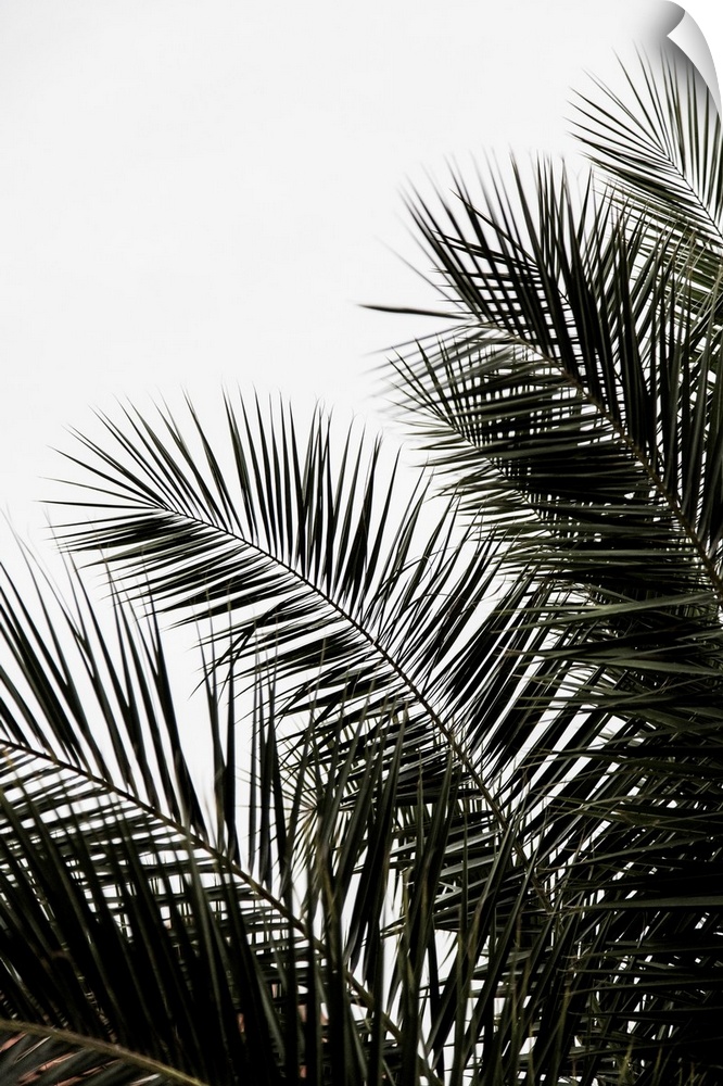 A bold contemporary photograph of long dark green palm branches against a white background