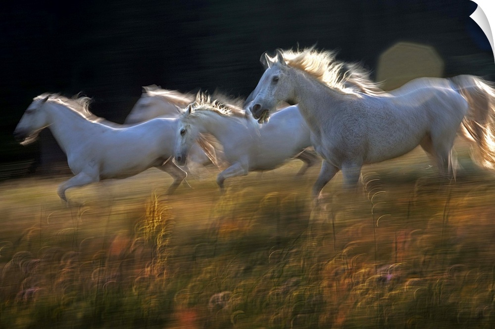 White horses galloping across a green meadow.