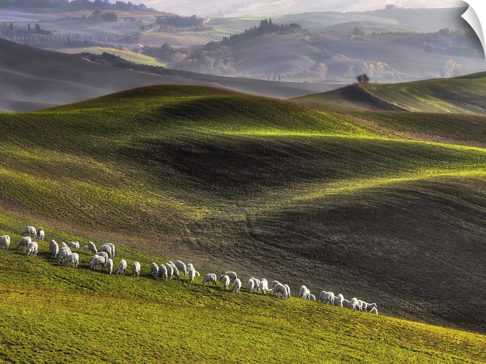 A flock of white sheep in the rolling green hills of Tuscany.