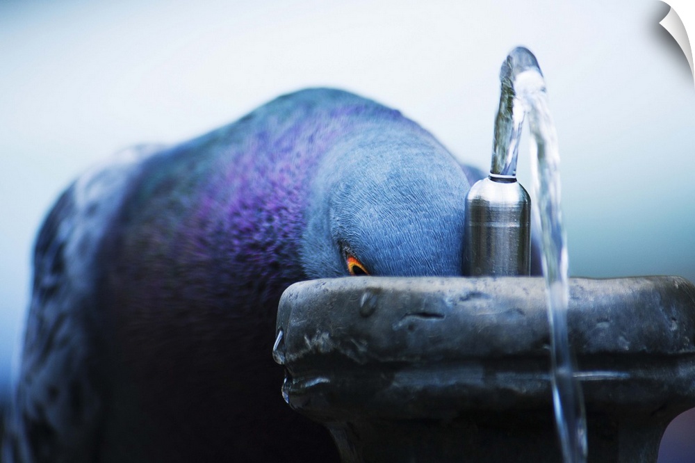 A Rock Pigeon leans down for a drink from a water-fountain.