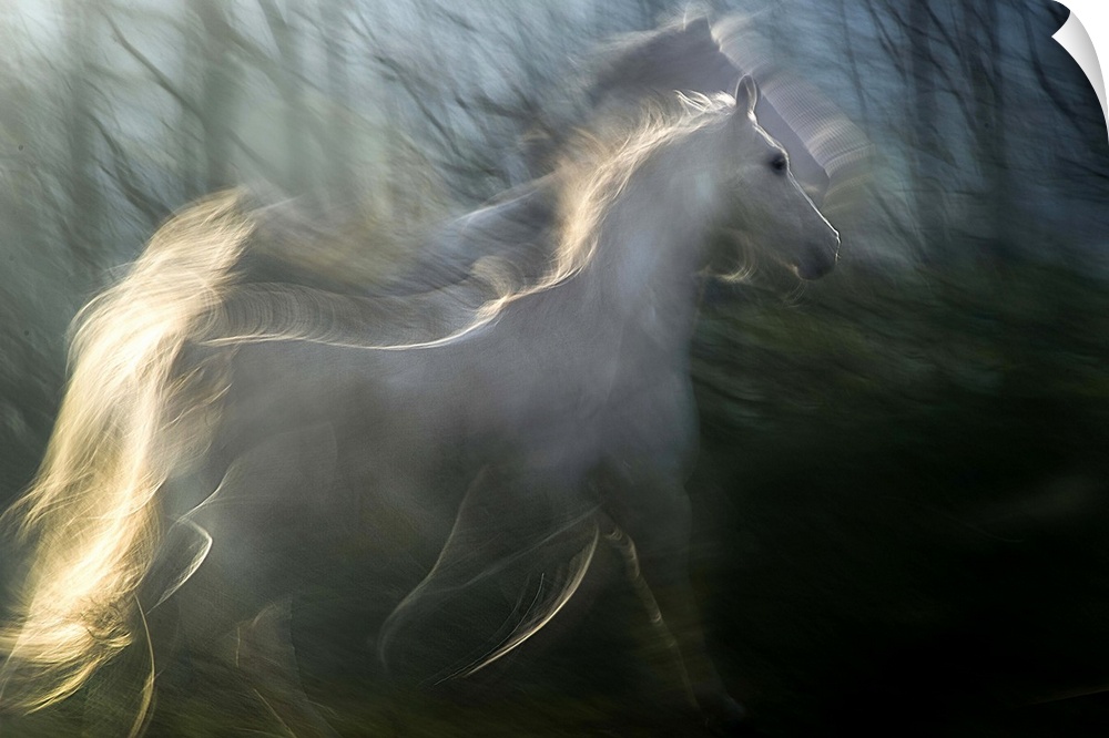 Multiple exposure photograph of a white horse standing in a forest.
