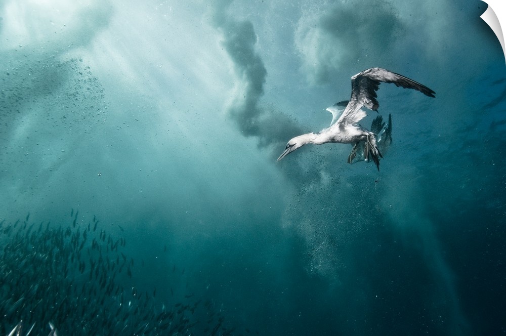 A gannet dives underwater to catch some fish, South Africa.