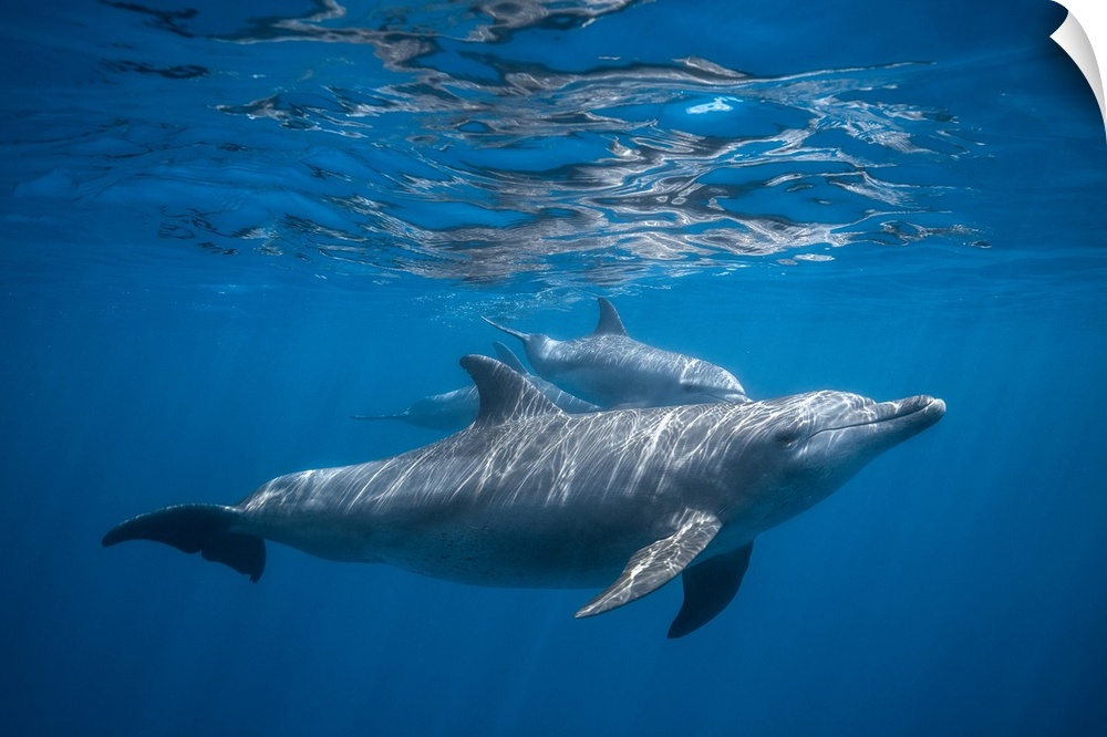 Un groupe de dauphin tursiops aduncus dans le lagon de Mayottte.
