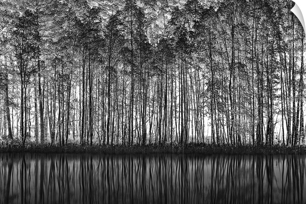 A row of slender trees along a pond, reflected in the water.