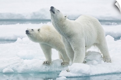 Polar Bears, Mother And Son