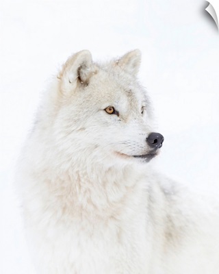 Portrait Of An Arctic Wolf
