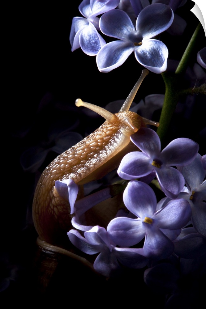A snail crawling up small lilac flowers.