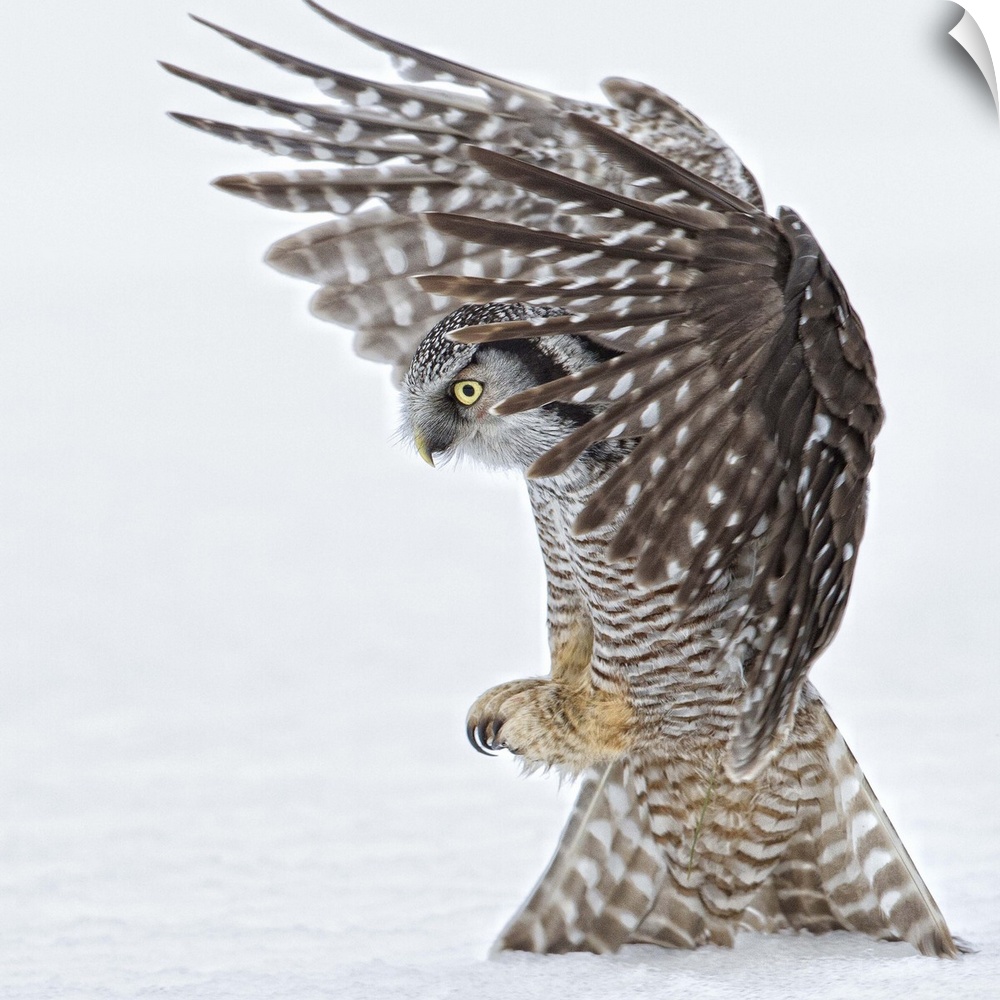 Portrait of an owl landing to the ground with its talons ready to open.