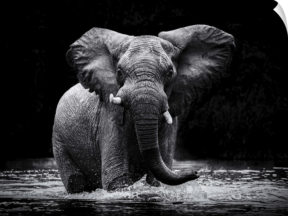 Black and white photograph of an elephant cooling off in water and spraying out of its trunk.