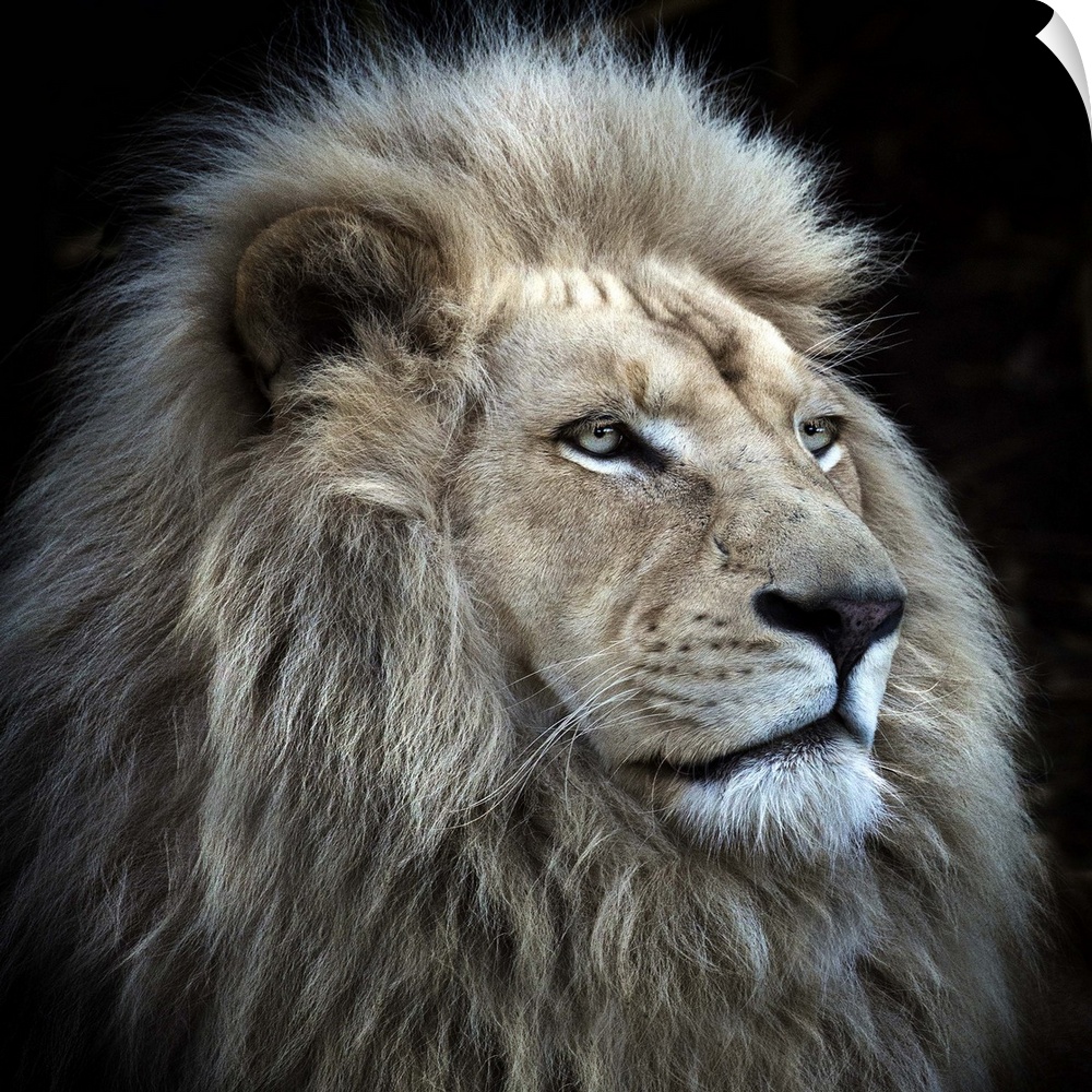 Portrait of a majestic male lion.