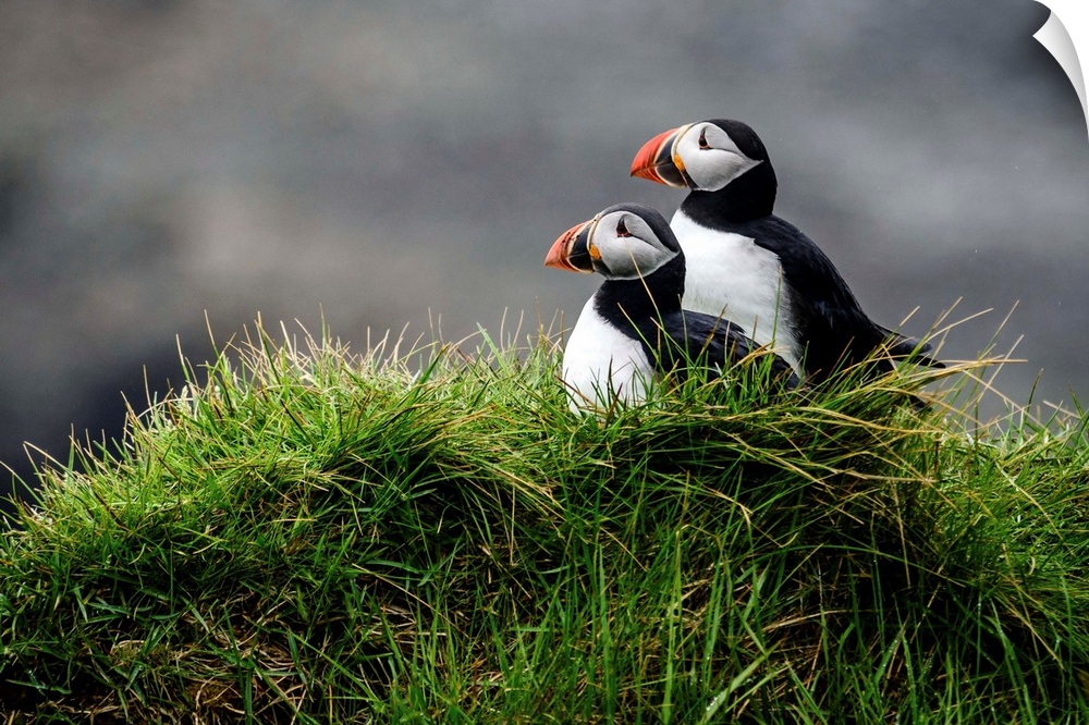 Photograph of two puffins resting in the lush green grass in Iceland.