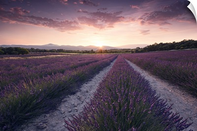 Purple Provence