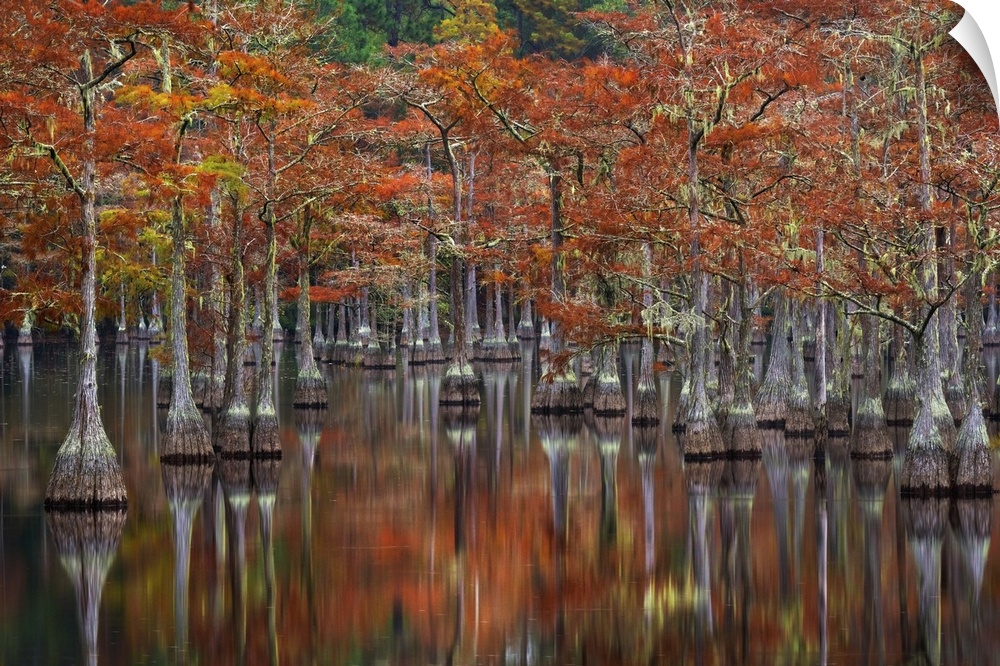 Beautiful fall color on old cypress trees reflected on the calm water of this small cove. 
Edition Size 200 Limited; 25 A...