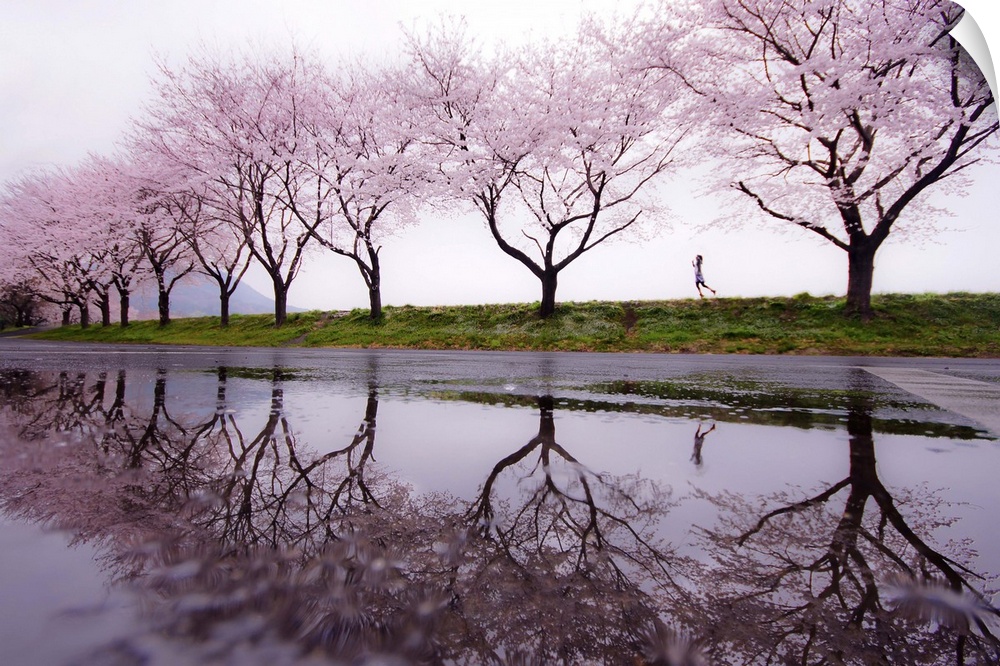 Girl skipping along the edge of a pond lined with blooming cherry trees, Japan.