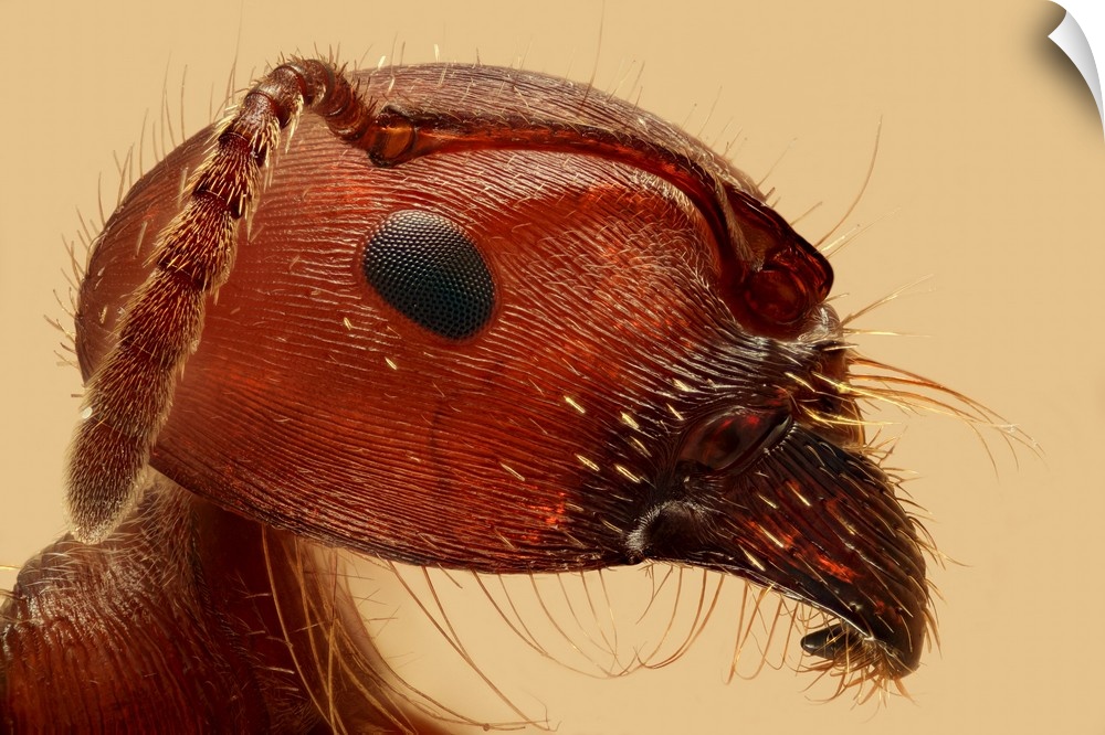 Close up of the head and antennae of an ant.