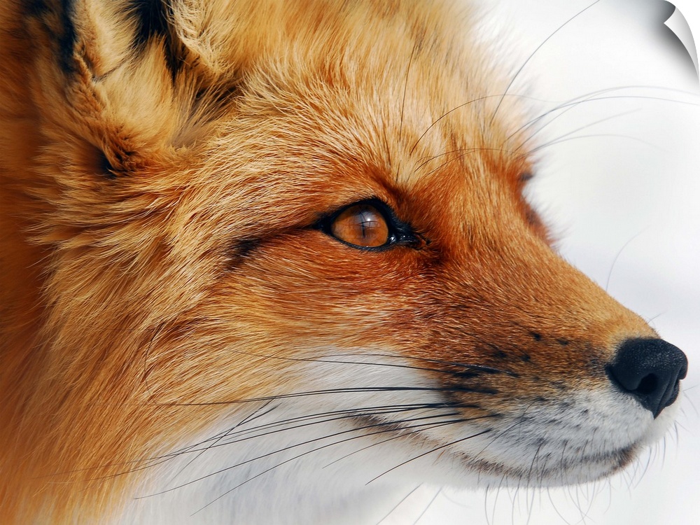 Close up portrait of a red fox.