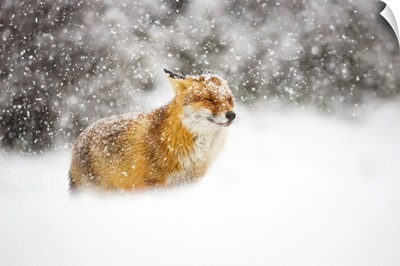 Red Fox In A Heavy Snowstorm