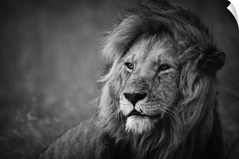 Black and white portrait of a proud-looking male lion.