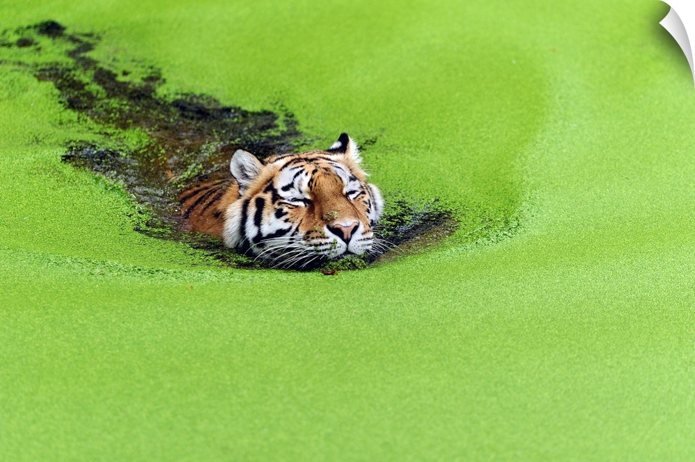 A tiger swims in a pond with a surface layer of bright green algae.