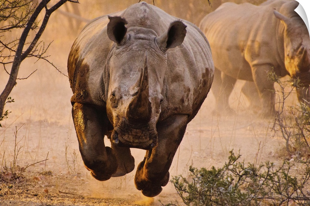 A charging rhino with all four legs off the ground appears to hover.