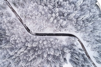 Road Through The Winter Forest