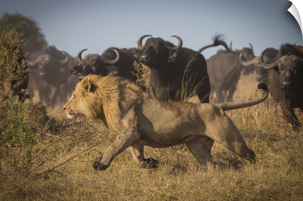 A male lion running with large stampeding cape buffalo barreling in from the distance.