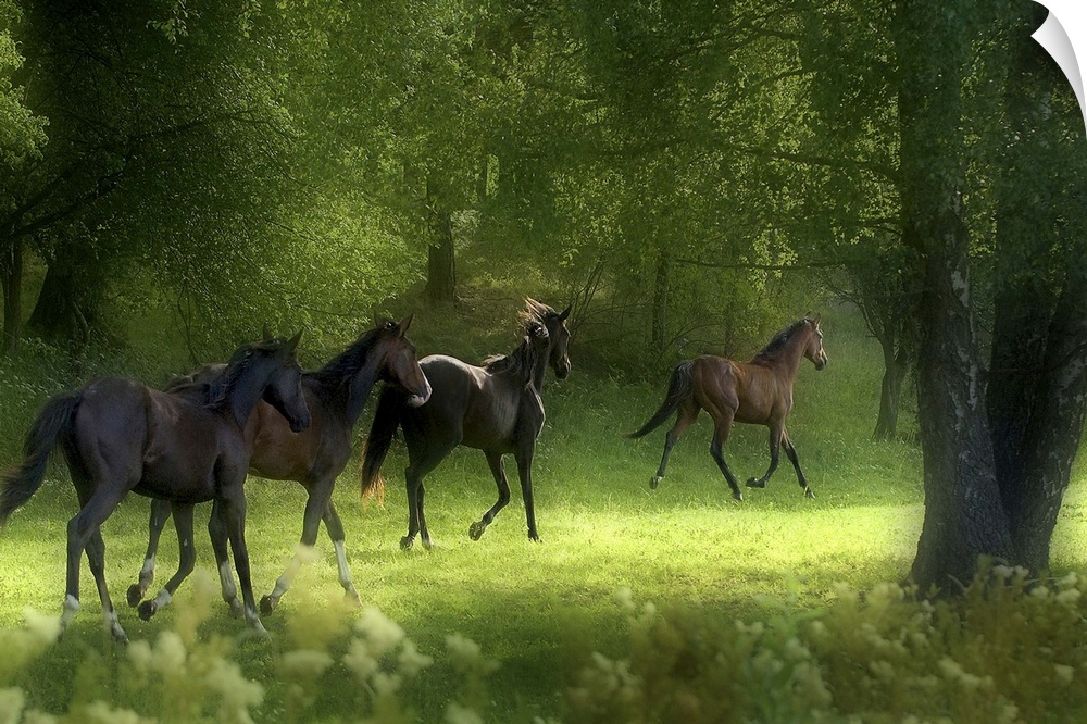 Four horses trotting in a green forest grove in Sweden.