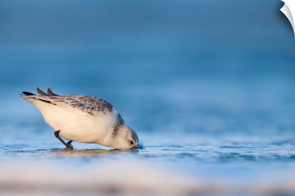A little Sanderling bird digs into the sand in search of food.