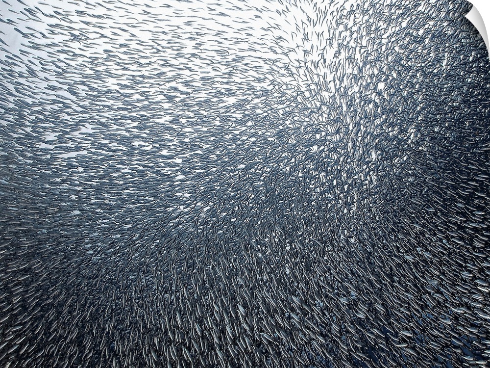 Underwater photo of a school of tiny silver sardines swimming closely together, resembling an exploding firework.