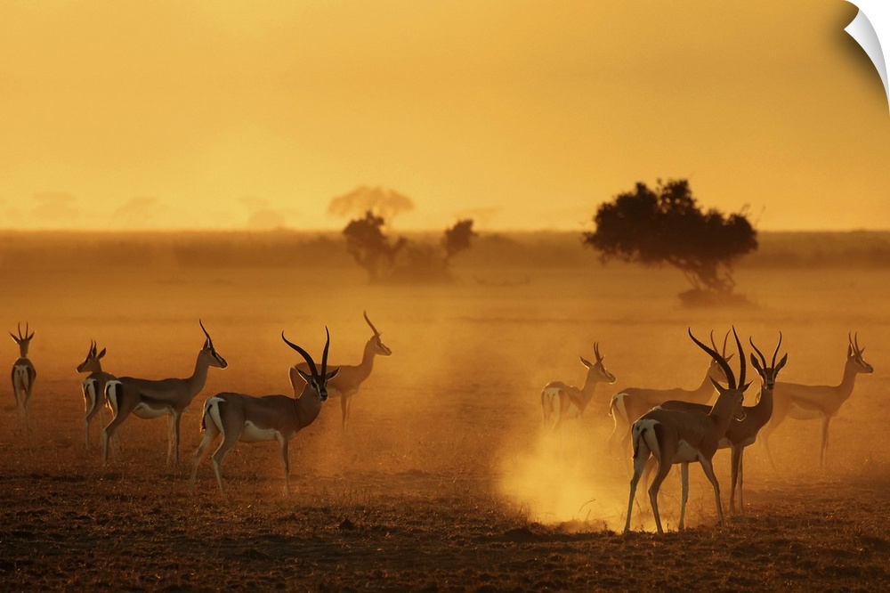 Silhouetted antelopes on the African Savannah.