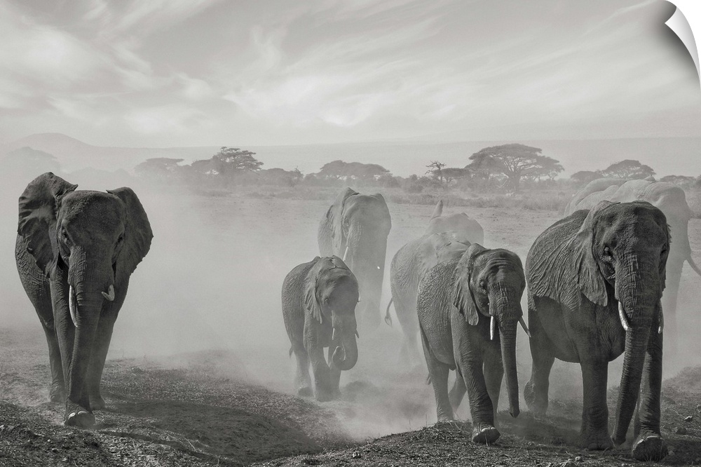Black and white image of a herd of African elephants walking through a dusty plain.